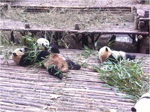 fieldtrip panda