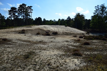 Forêt Fontainebleau 1