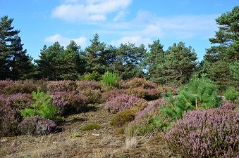 Forêt Fontainebleau 3
