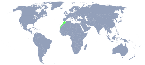 MAROC.png