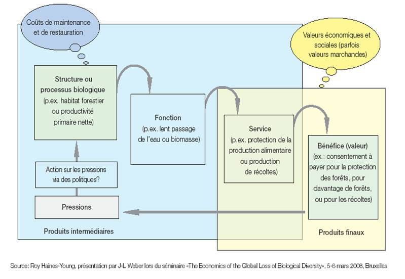 Schéma biodiversité et production de services écosystémiques