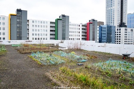 Agriculture sur toit