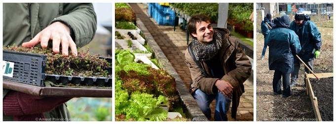agriculture urbaine à Rotterdam